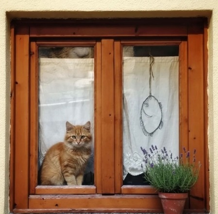 Orange tabby cat sitting in a wooden window beside a potted lavender plant