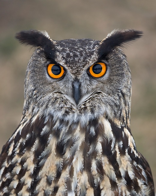 Animal subject in a jigsaw puzzle image