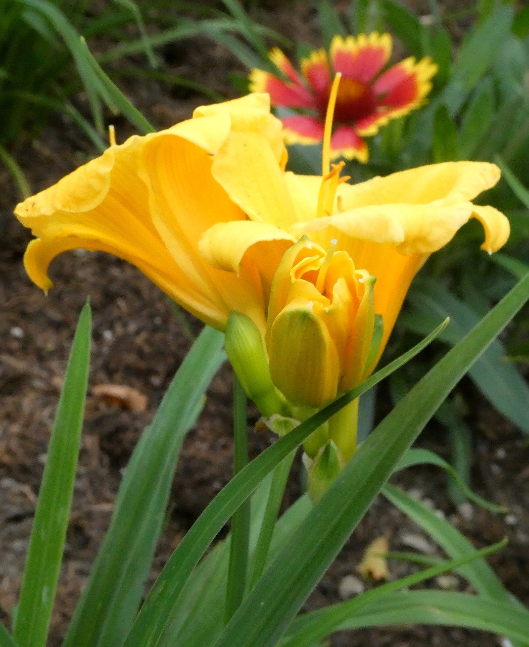 Yellow daylily bloom