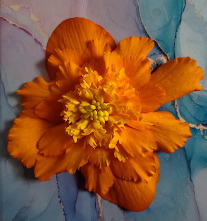 Orange Begonia Flower