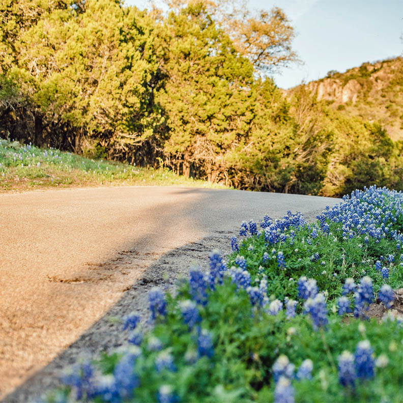 Curving country road beside blue wildflowers with trees and a rocky hillside
