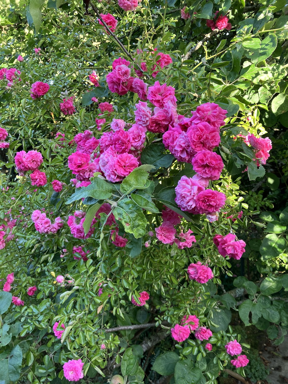 Dense rose bush with many bright pink roses blooming among green leaves in a garden