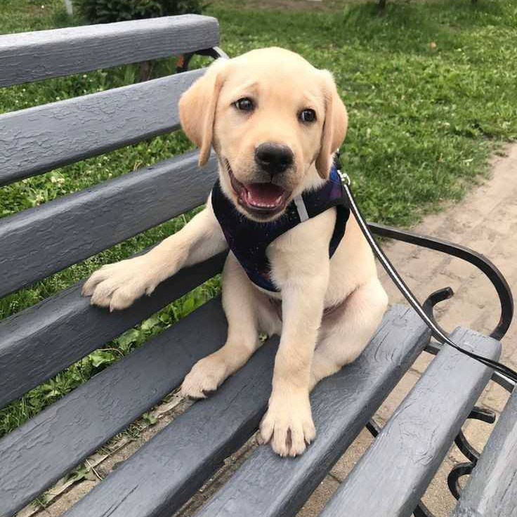 Yellow Labrador Puppy on Park Bench