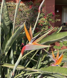 Bird of Paradise Flower