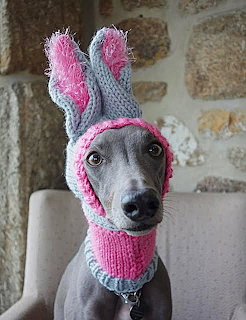 Gray dog wearing pink and gray knitted bunny ear hat indoors