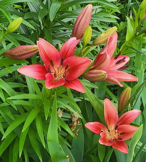 Pink lily flowers bloming among green leaves and buds in a garden