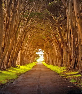 Paved road through symmetrical tunnel of overarching trees with sunlight at end