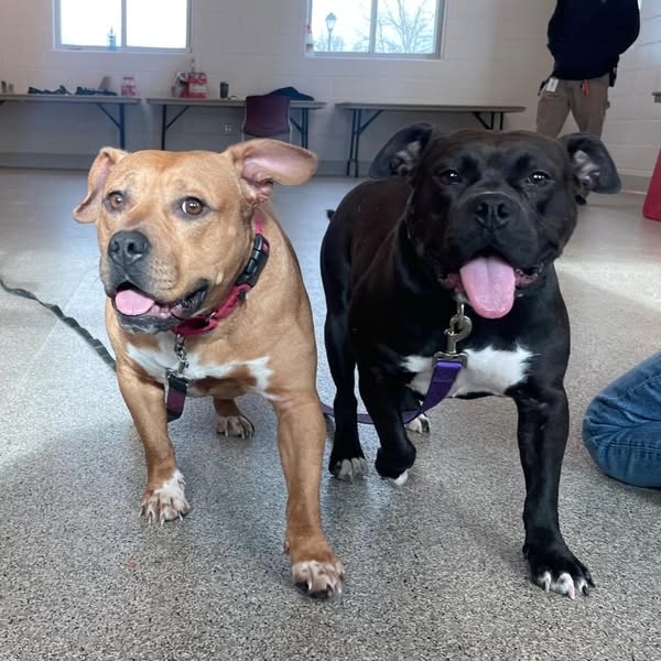 Two dogs standing indoors side by side with tongues out