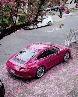 Pink Porsche sports car covered in fallen cherry blossom petals parked under a flowering tree