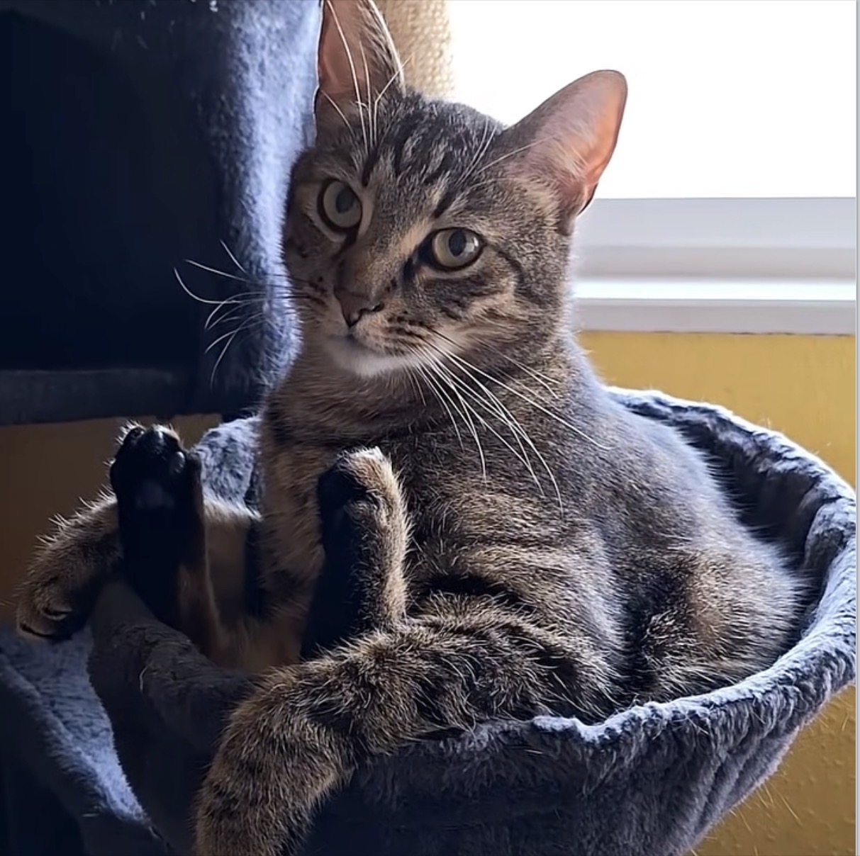 Gray tabby cat lounging in a soft cat tree basket near a window