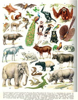 Vintage chart of Asian wildlife species including elephants, peacocks, tigers, and other animals