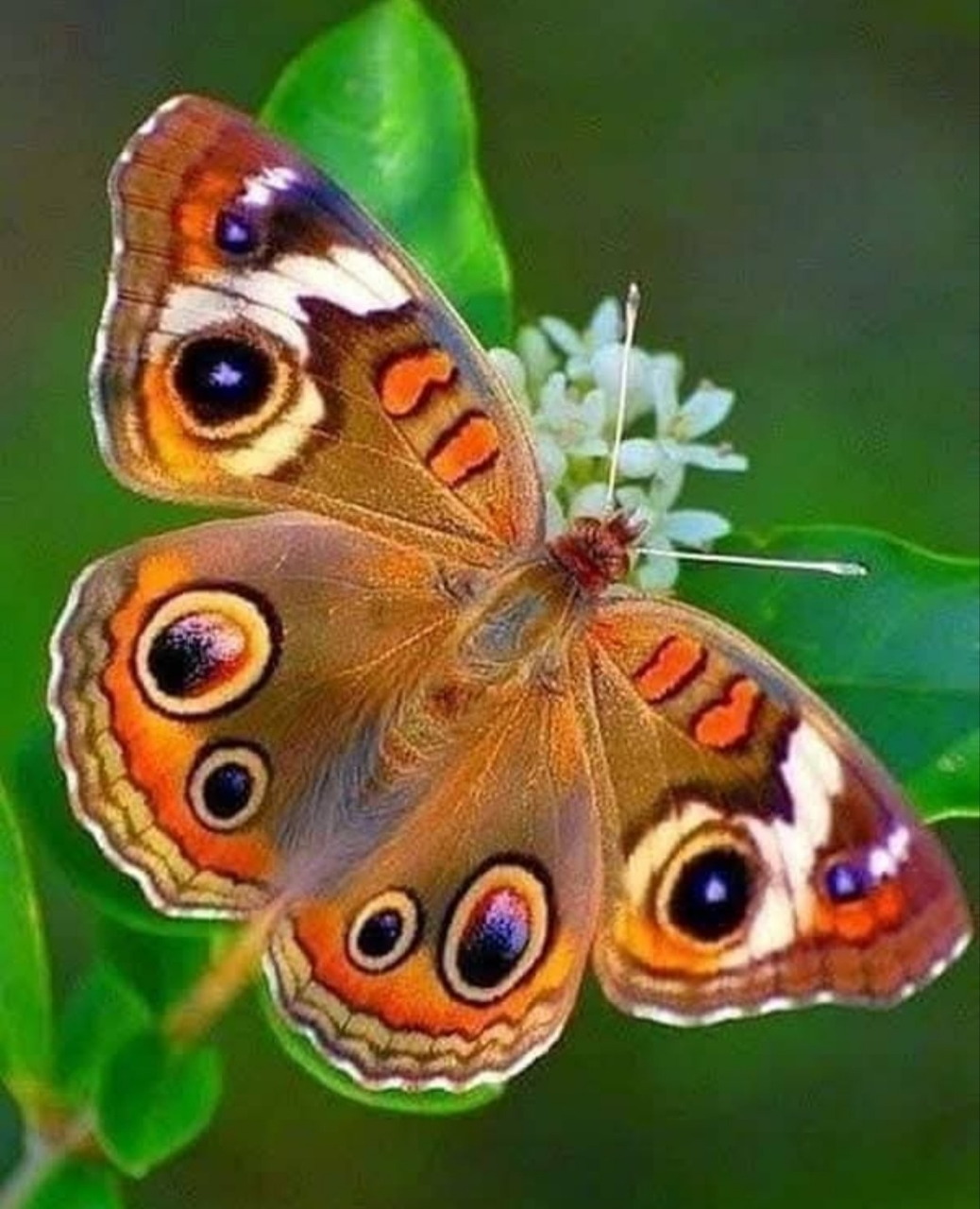 Butterfly on White Flower