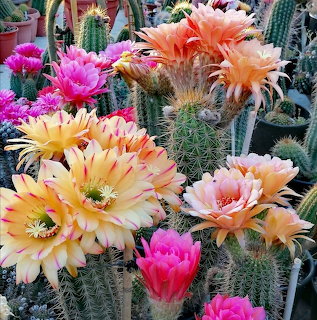 Colorful cactus flowers blooming in pink, peach and yellow on spiny green cacti