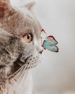 Cat with Butterfly on Nose