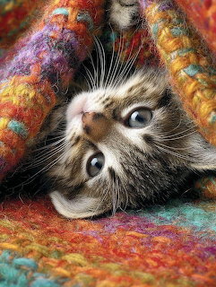 Kitten in Colorful Wool Blanket