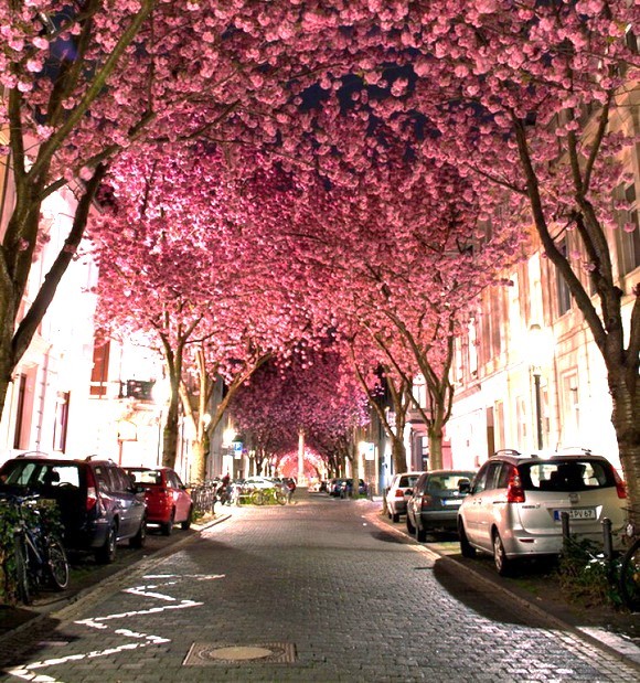Night view of residential street with blooming cherry blossom trees forming pink canopy overhead