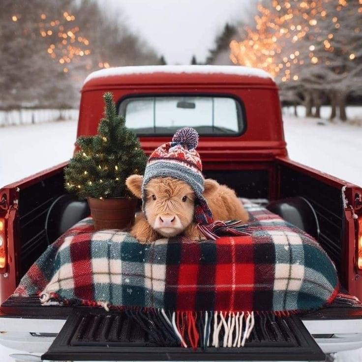 Golden retriever in knit hat lying on plaid blanket in red truck bed with small Christmas tree in snowy landscape