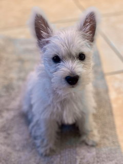 White Terrier Puppy