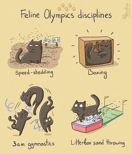 Comic strip of four cats doing funny Olympic sports: shedding fur, boxing on TV, gymnastics, and throwing litter sand