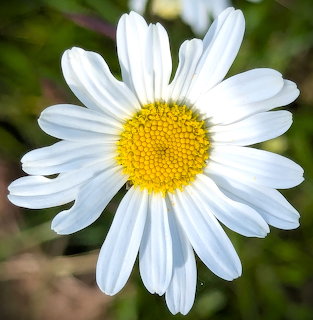 White marguerite daisy flower with yellow center on green blurred background