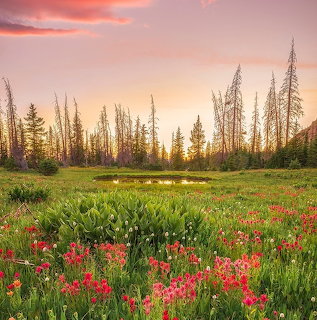 Colorful wildflower meadow with mountains and trees at sunset