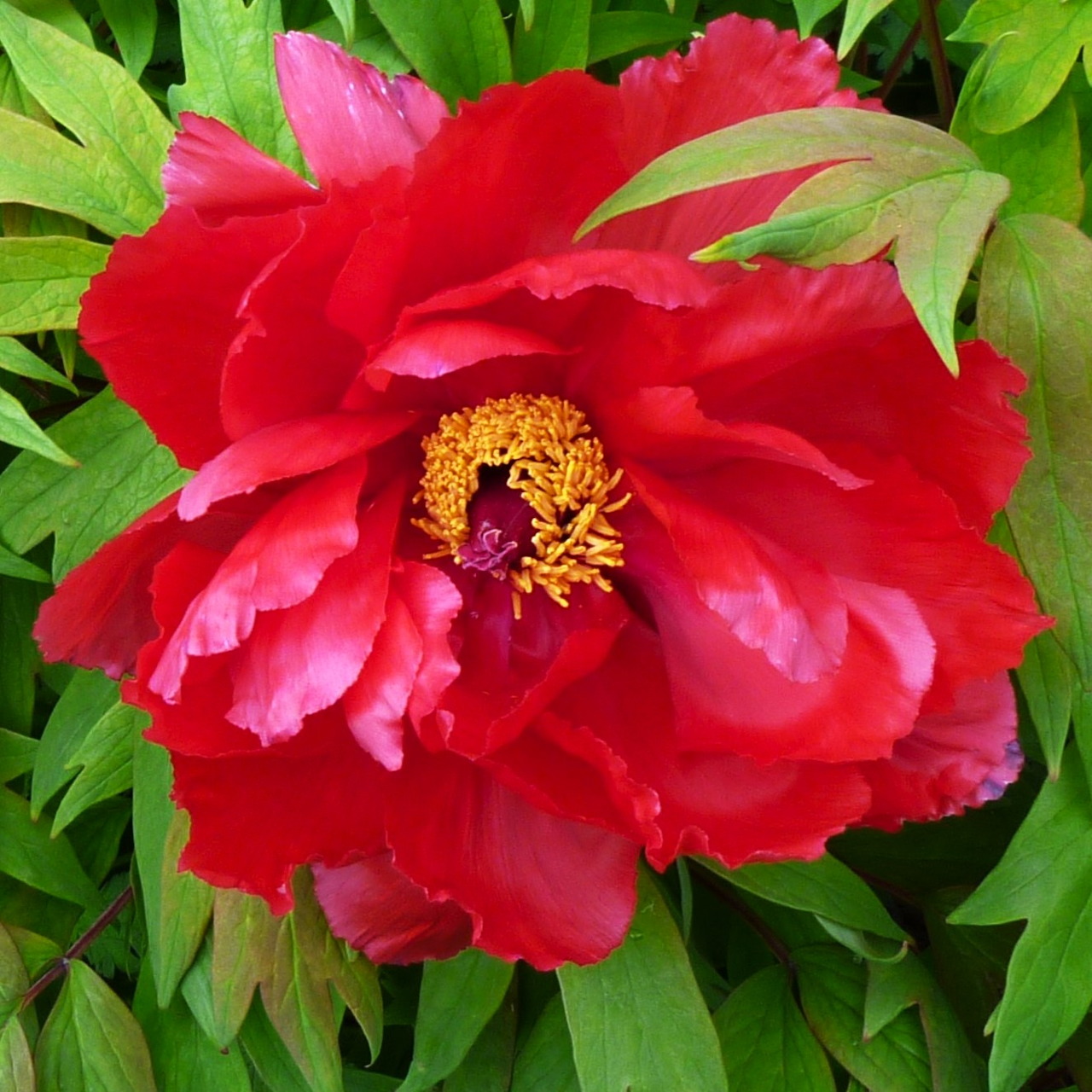 Close-up of a bright red peony flower with green leaves