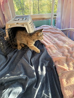 Kitten by Cat Carrier