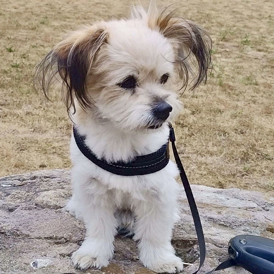 Small fluffy white and tan dog wearing black harness sitting on pavement outdoors