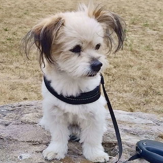 Bobby Small Dog Portrait