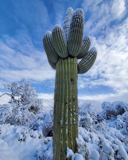 Snow-covered saguaro cactus standing tall against a blue sky in the Arizona desert
