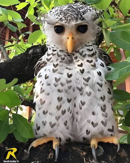 Owl with heart-shaped spots on white chest feathers sitting among green foliage