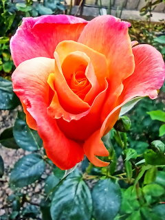 Orange Pink Rose