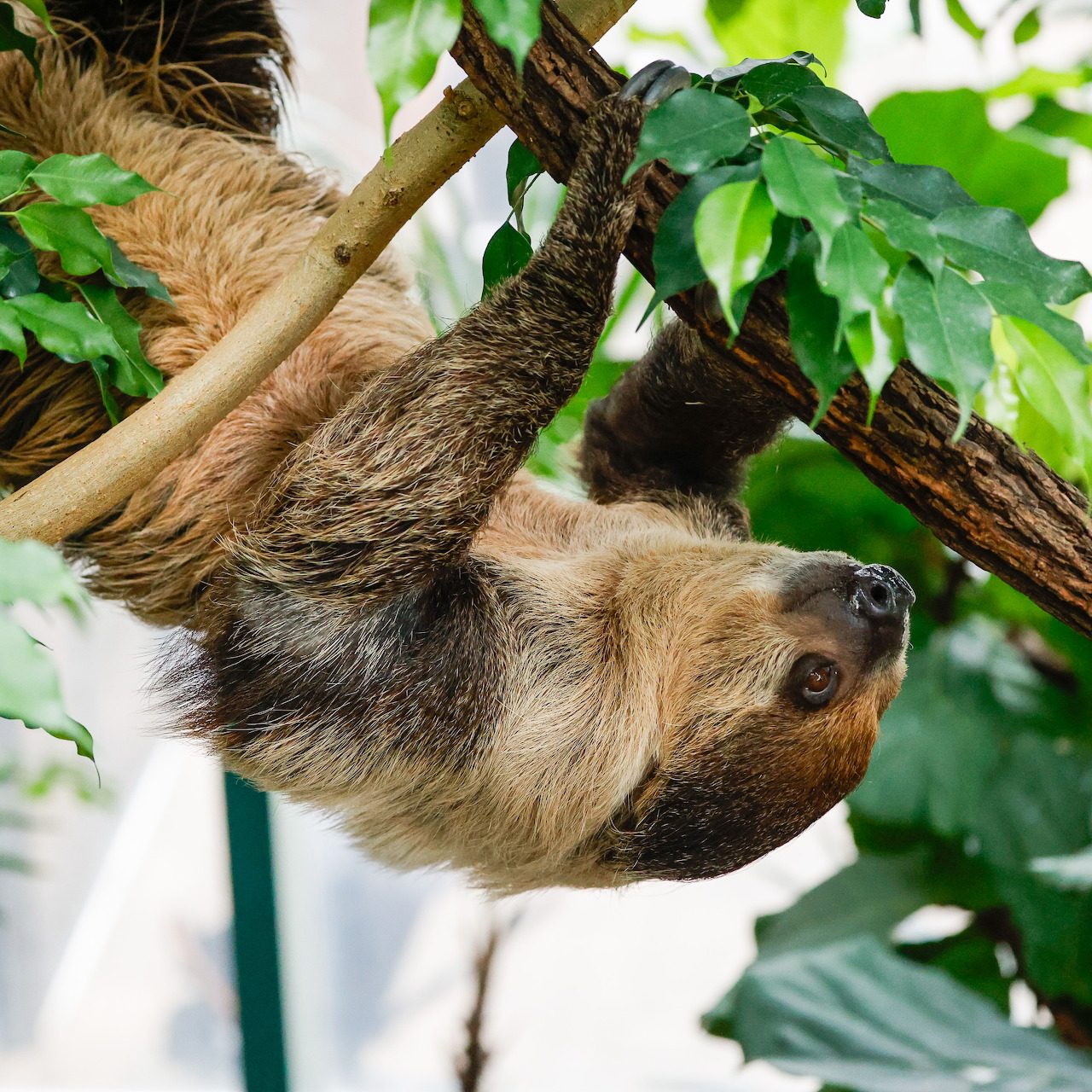 Two-Toed Sloth