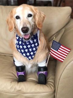 Patriotic Golden Retriever Dog