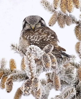Small brown owl perched on a snowy pine branch in winter