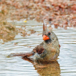 Female Cardinal