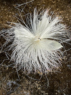 Silversword Plant