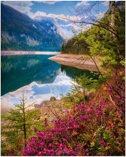 Turquoise alpine lake reflecting snow-capped mountains with pink wildflowers and trees in foreground