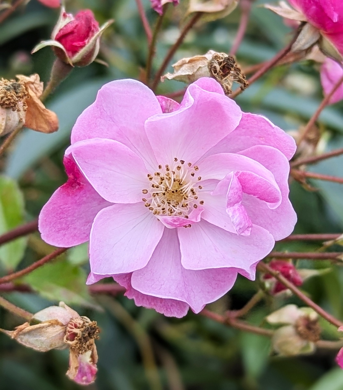 Close-up of a pink rose flower with surrounding buds and stems