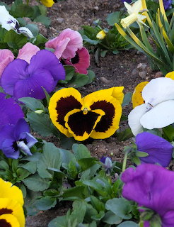 Colorful pansy flowers including yellow, purple, pink and white blooms in garden soil with green leaves