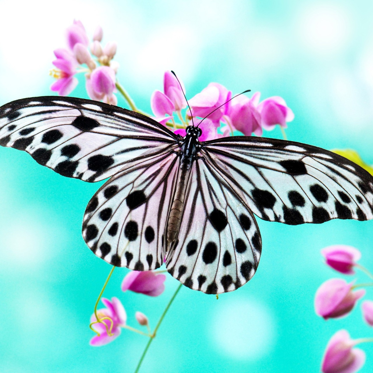 Black and white butterfly with spotted wings perched on pink flowers against turquoise background