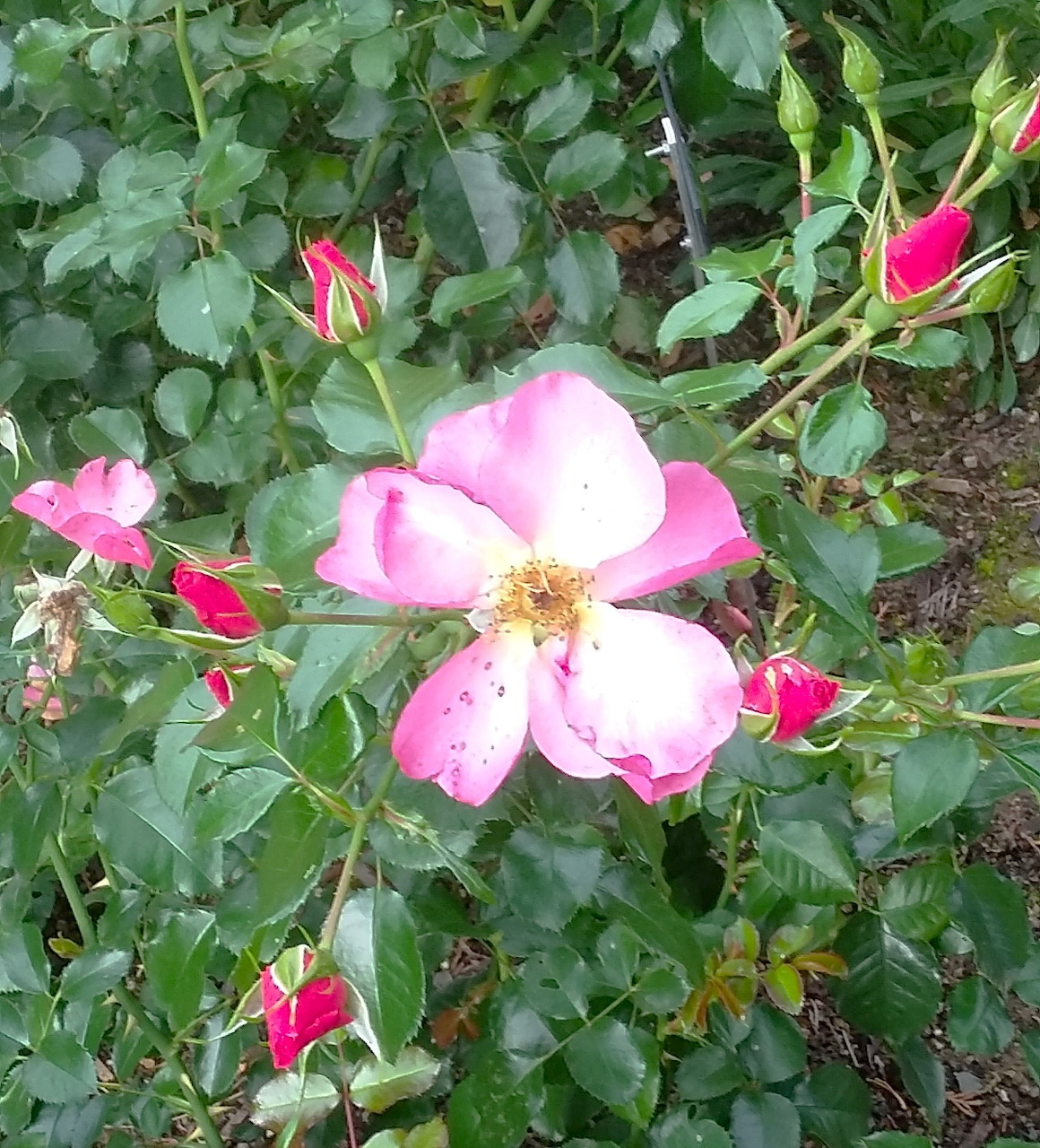 Half-bloomed pink rose with many surrounding rosebuds and green leaves