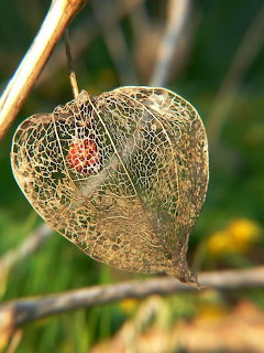 Translucent skeletal Chinese lantern plant seed pod with visible orange berry inside on a dry stem