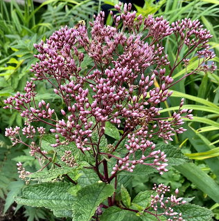 Close-up of a pink flower cluster with green leaves in a garden