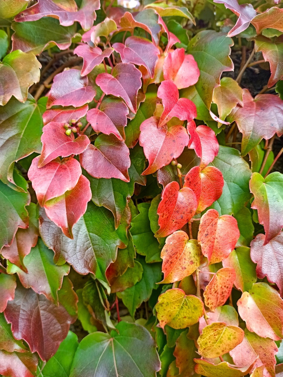 Close-up of autumn foliage with pink, red, orange, yellow and green leaves densely packed together