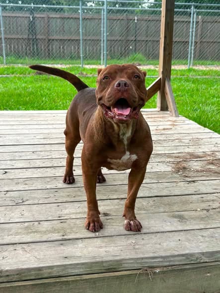 Brown pit bull standing on wooden deck with mouth open and tail wagging, green grass behind