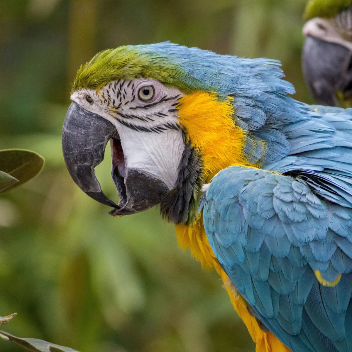Close-up of a blue-and-yellow macaw parrot with bright plumage and a large black beak