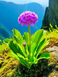 Pink spherical primula flower with green rosette leaves on a mountain slope with misty peaks behind