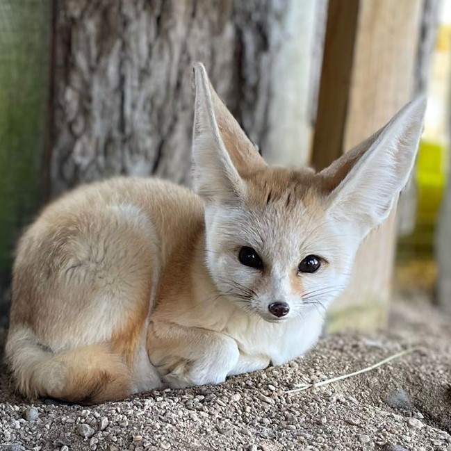 Fennec fox with oversized ears lying on sandy ground near a wooden post
