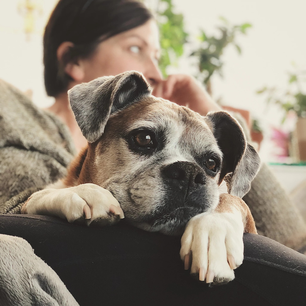 Cream pug with black muzzle lying on owner's lap indoors